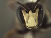 Hylaeus sp.